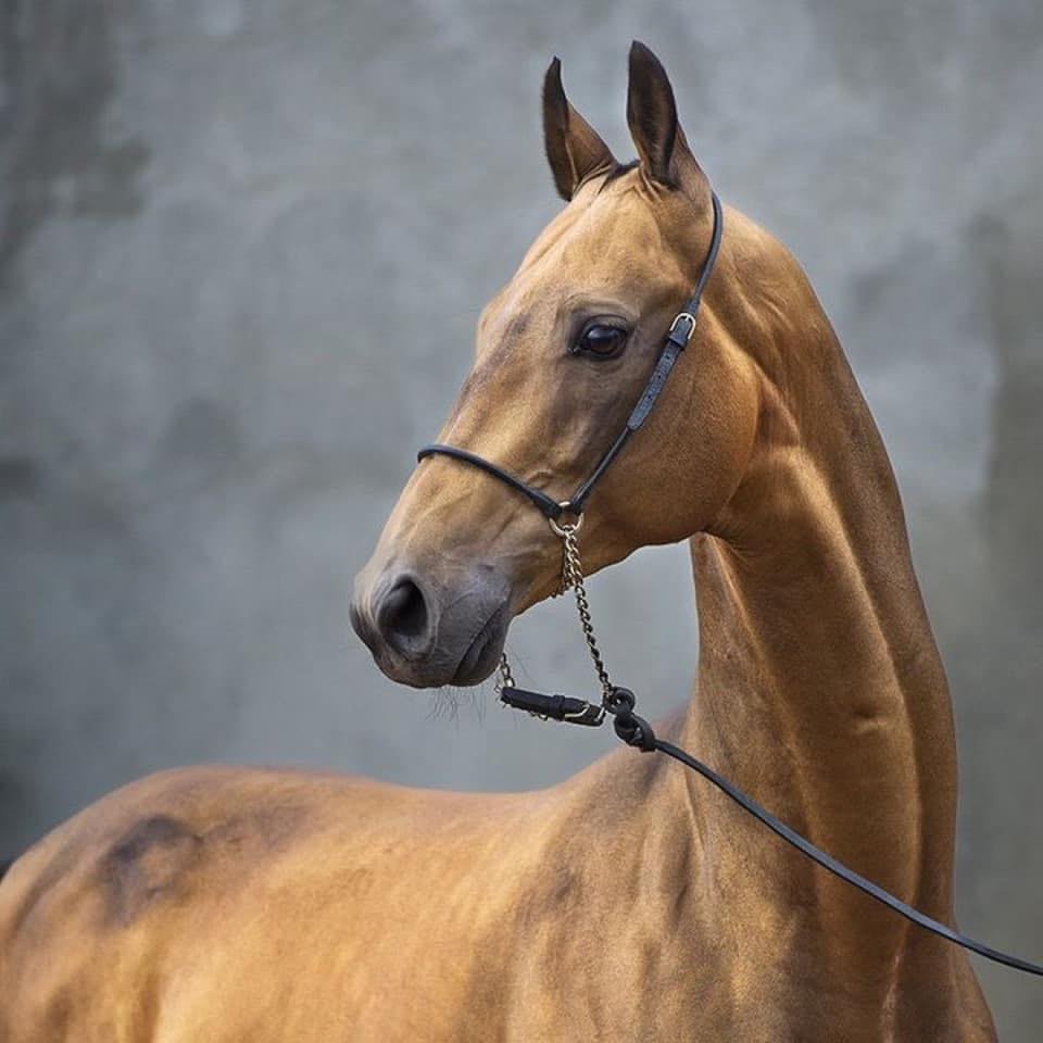 Akhal-Teke Horses